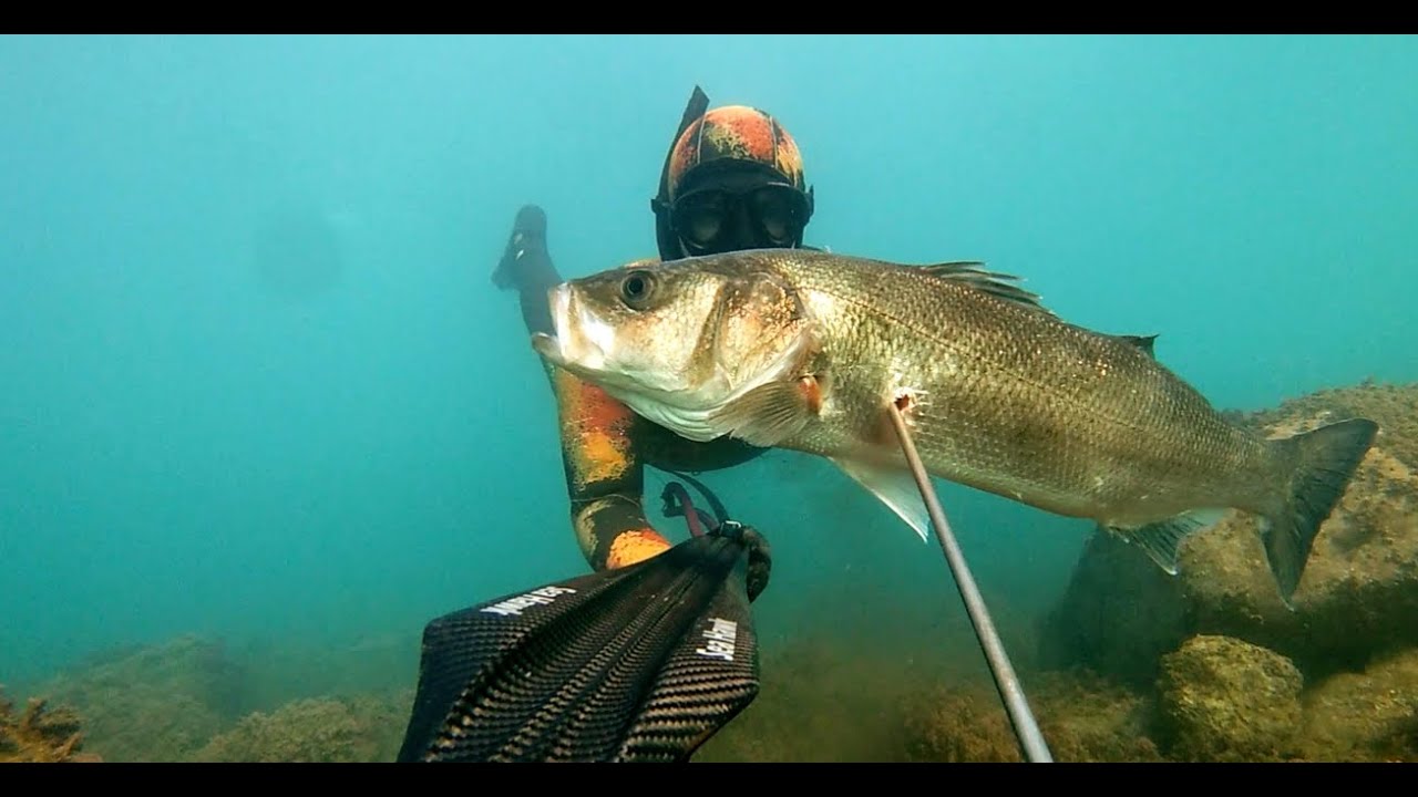 Pescasub SPIGOLA MONSTER  SANTA MARINELLA e SANTA SEVERA