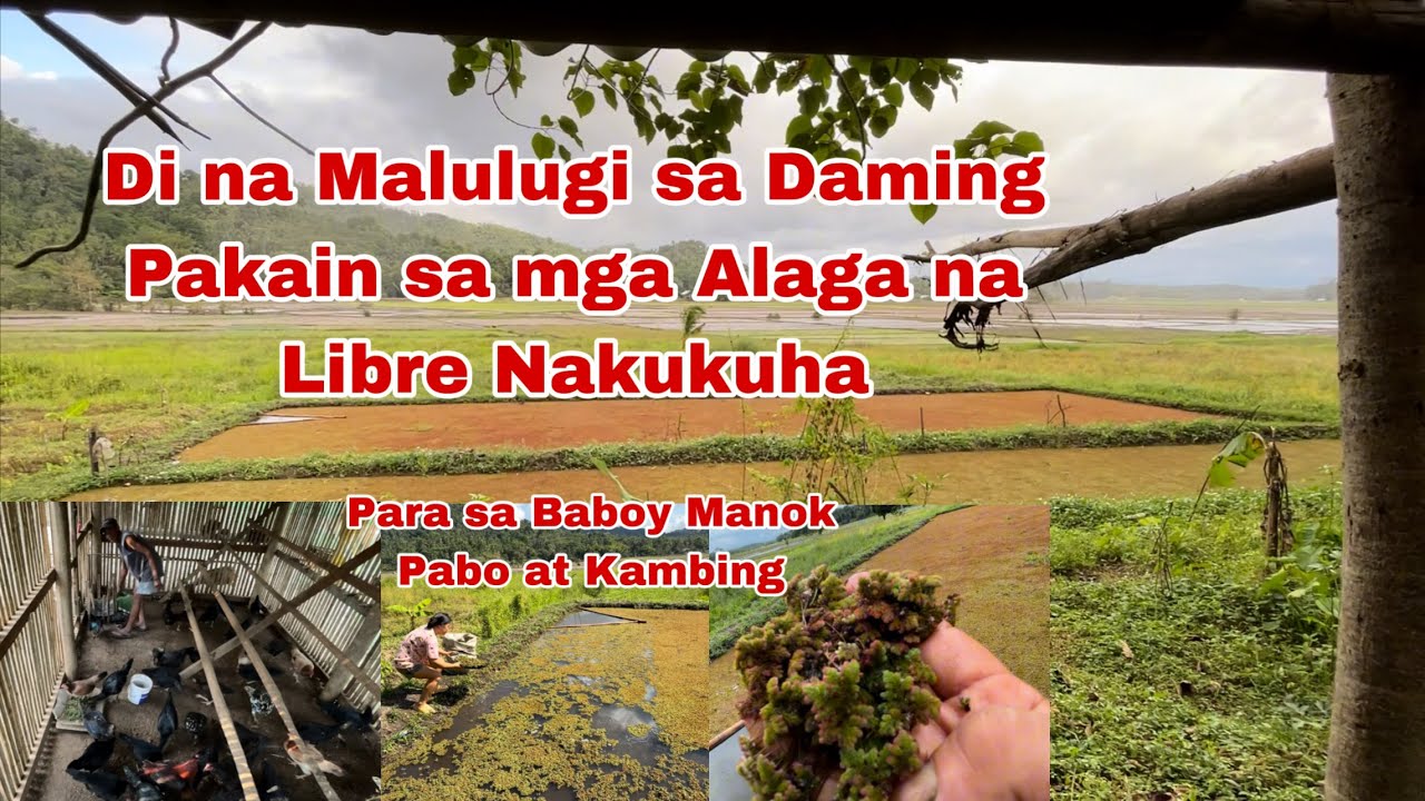 Di na Malugi sa Daming Libreng Pakain ng Alaga Azolla Dumami sa Fishpond #chicken #turkey #pig