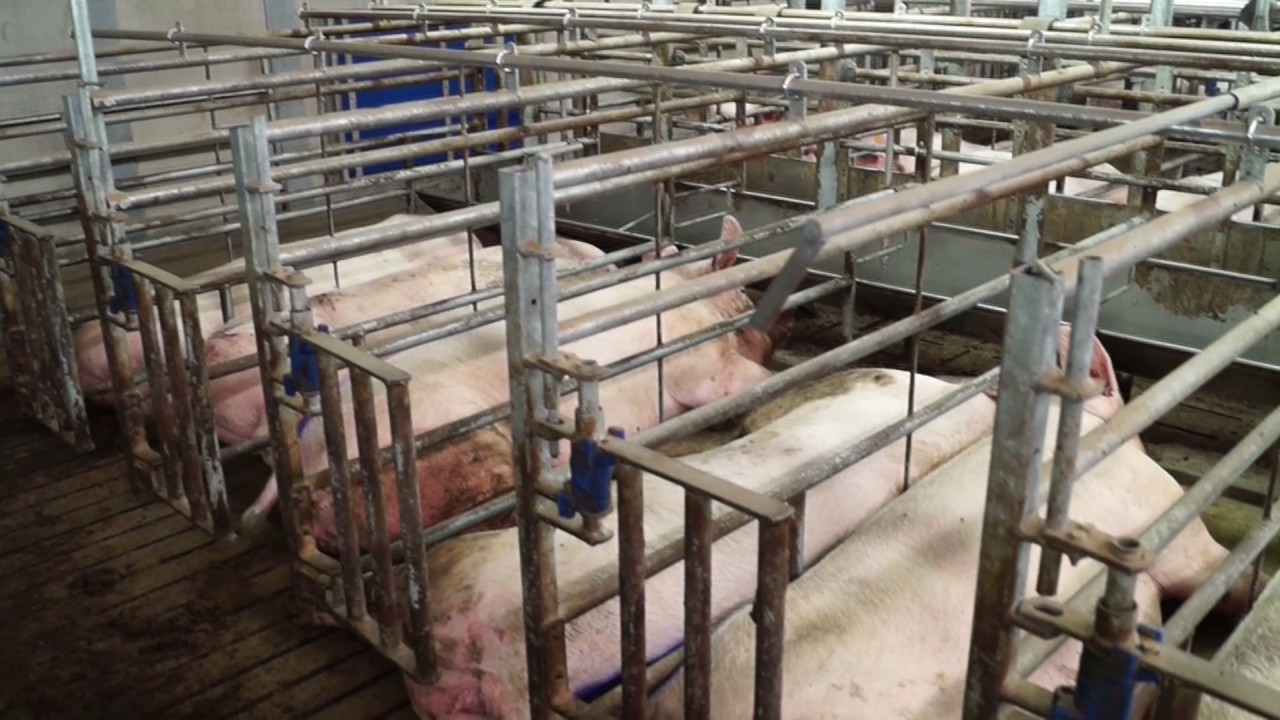 Pig Free&reg; Weco sow group housing by van Osch Uden