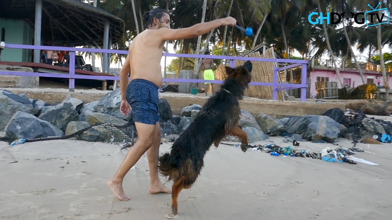 Obedient German Shepherd loves to play fetch with his owner