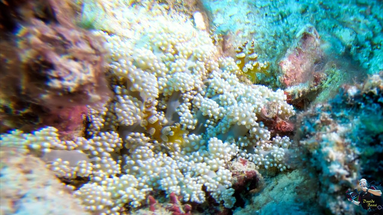 Indonesia. Raja Ampat (October 2022). Gamberetto (Thor amboinensis). (4K)