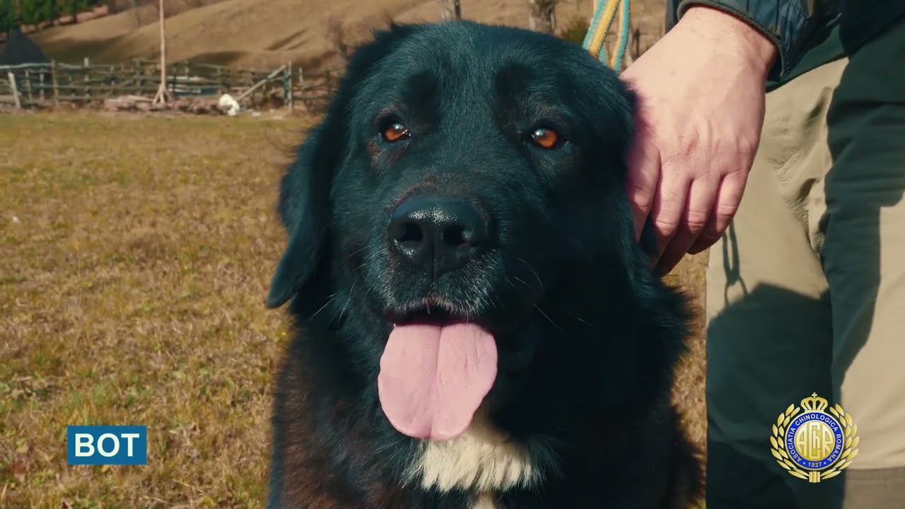 ROMANIAN RAVEN SHEPHERD DOG