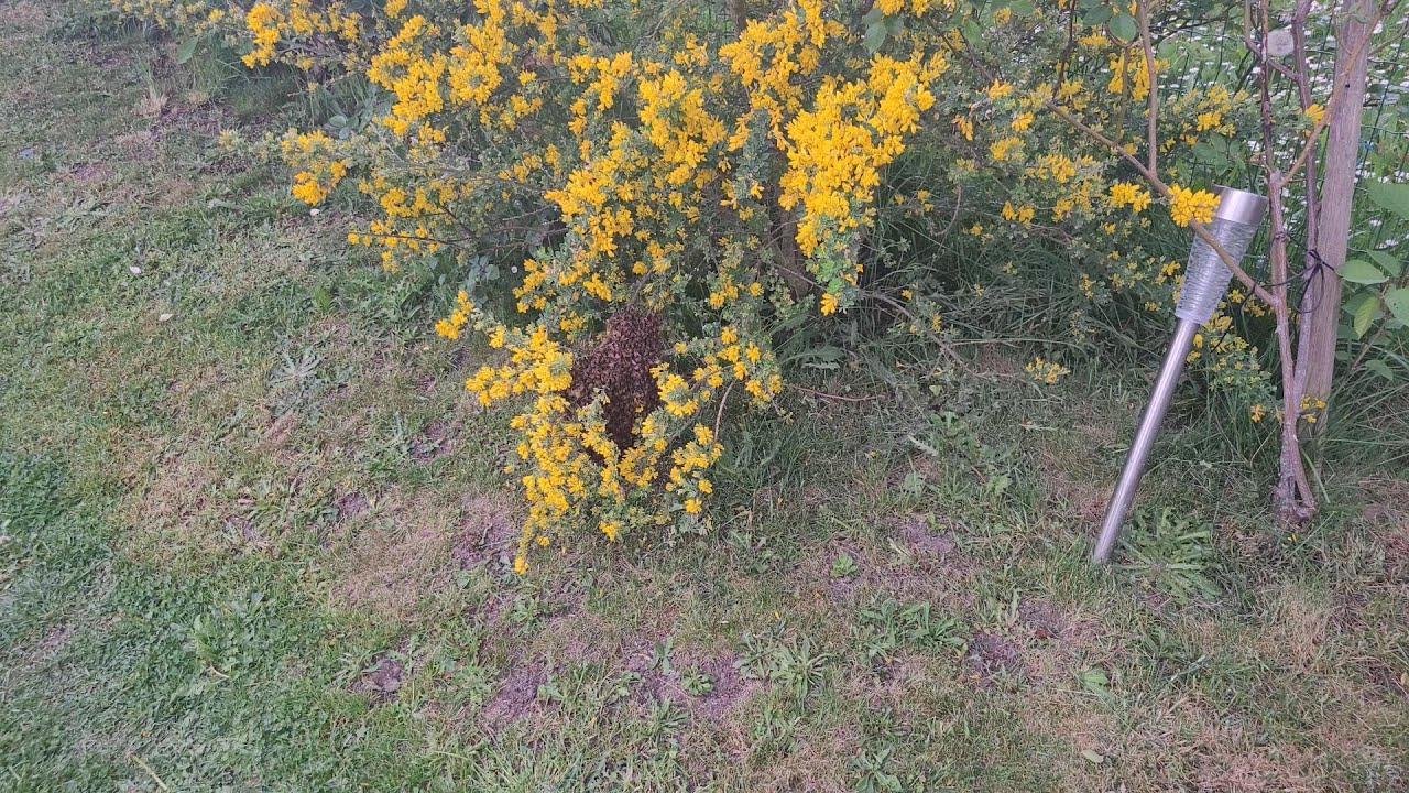 Récupération d'un essaimage à Limeil-Brévannes et enruchage à Montgeron