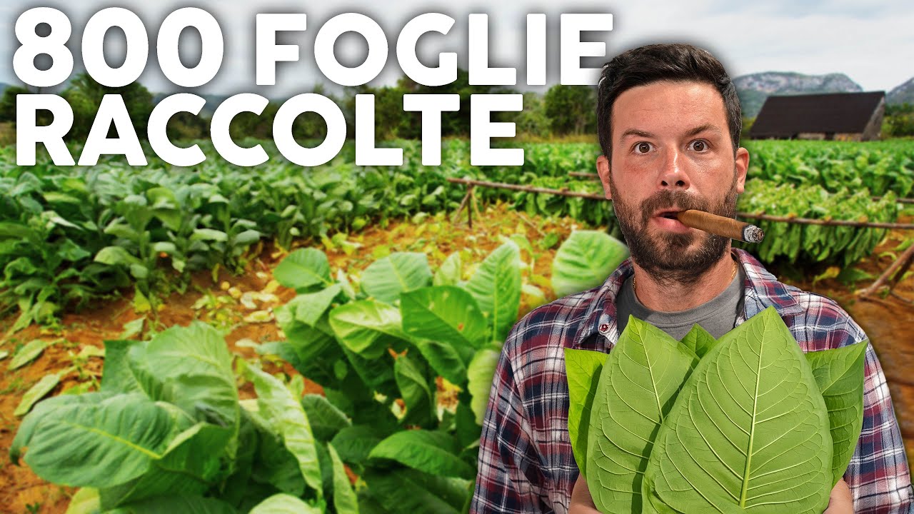 Raccolgo il tabacco e lo faccio essicare: SIGARI FATTI IN CASA