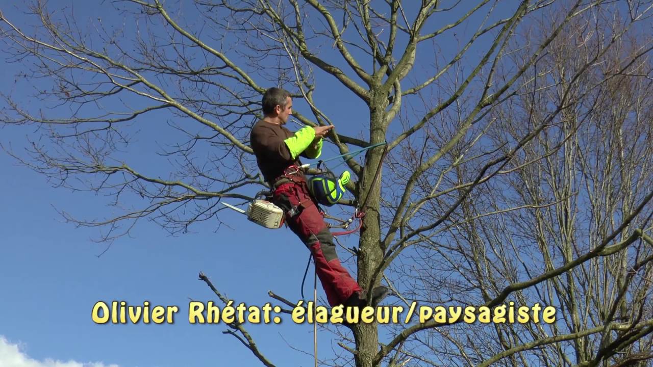 entretien et valorisation de la haie bocagère