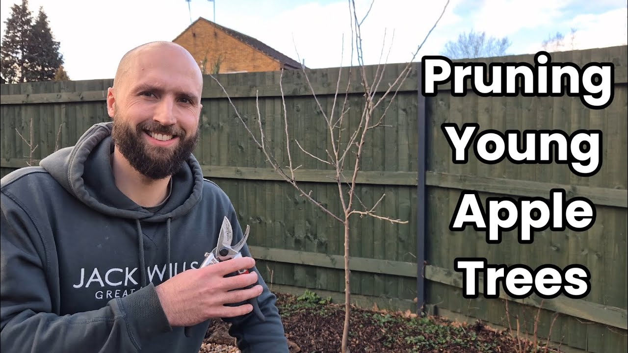 How To Prune Apple Trees? (Central Leader)