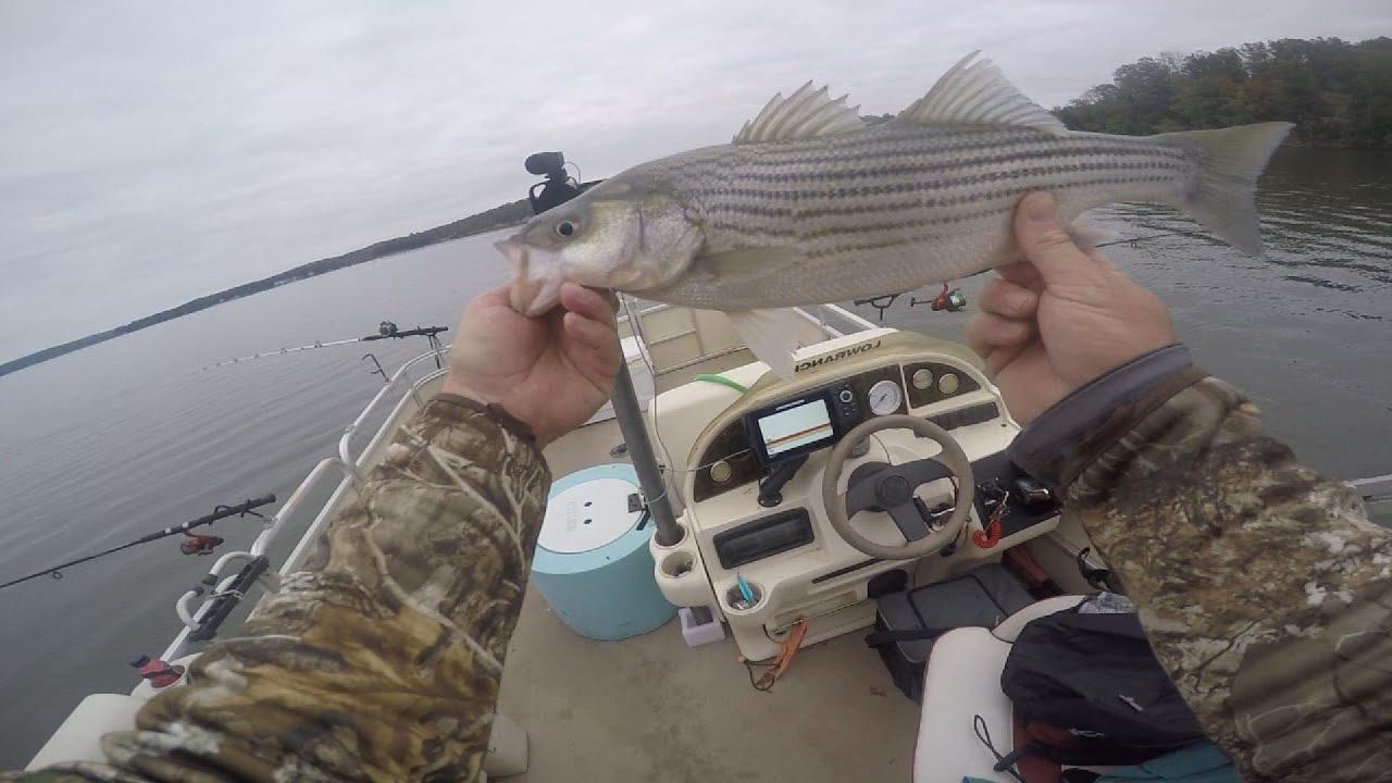 Striper Fishing Lake Wateree Sc 10/29/24