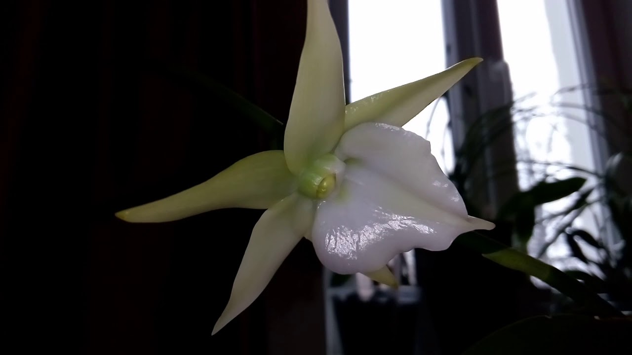 Angraecum veitchii. Уход. Цветение.