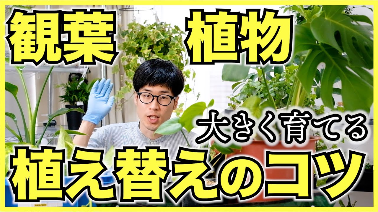 【観葉植物】大きく育てたい人は大きな鉢に植え替えよう！移植のコツ【サボテンと多肉植物も】