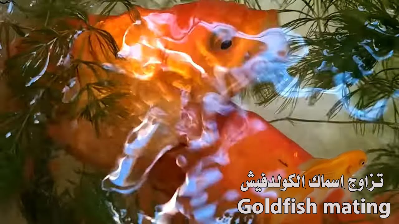 تزاوج اسماك الكولدفيش| تكاثر|ذكر وانثى