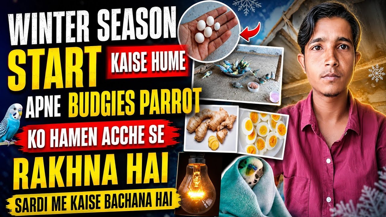 विंटर सीजन स्टार्ट सर्दी के मौसम में अपने बजरी तोते को कैसे बचाएं | Lucknow Video Budgies Parrot