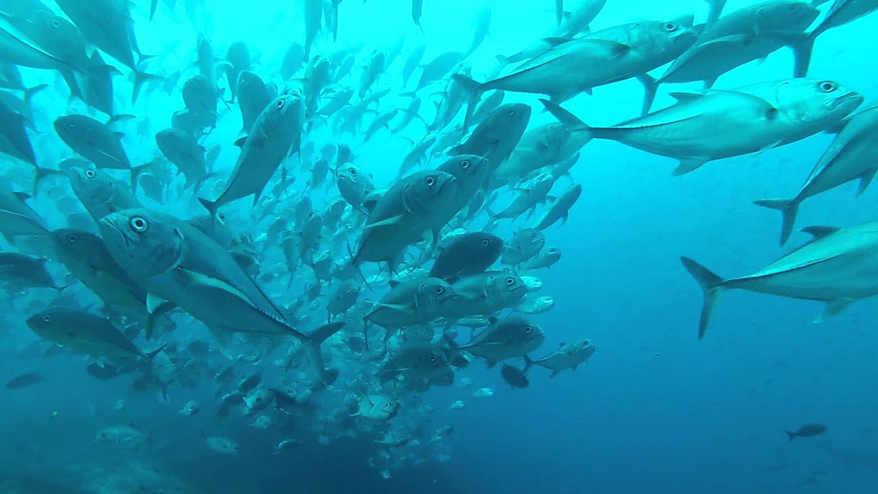 Hammerhead sharks diving - Darwin's Arch, Galapagos
