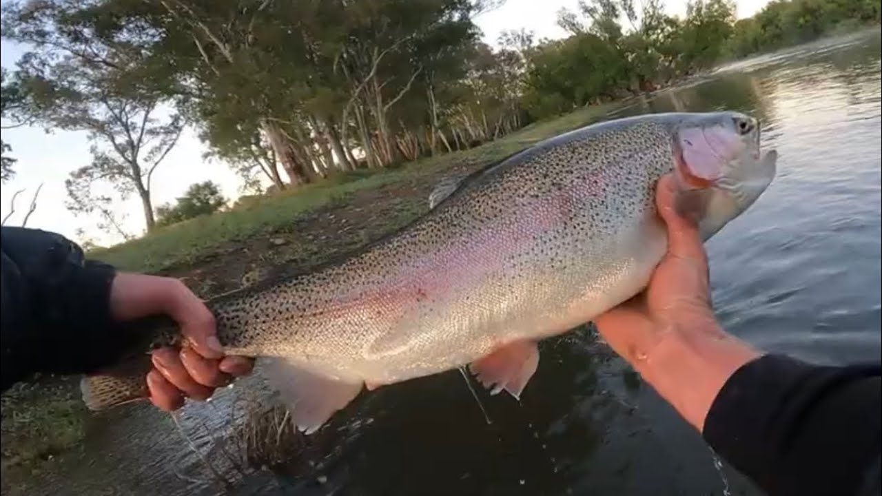 HUGE BROOD STOCK RAINBOW TROUT!!! | Quest for a Stonker Finale