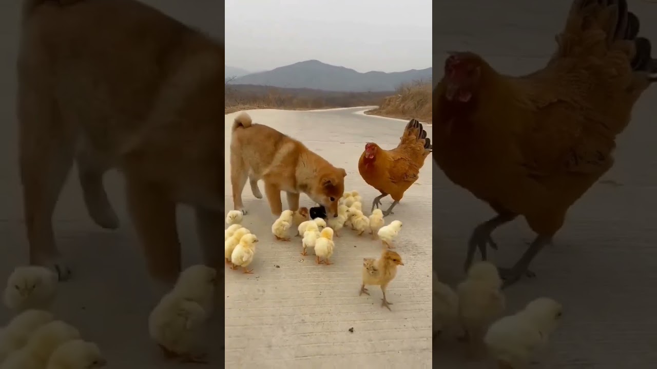 Animais engra&ccedil;ados da fazenda #shorts #agro #fazenda