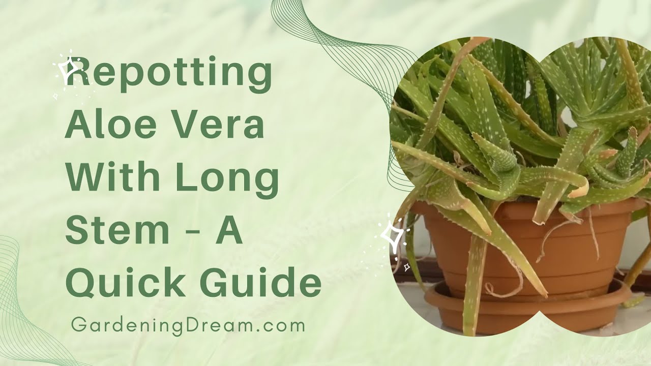 Repotting Aloe Vera With Long Stem – A Quick Guide