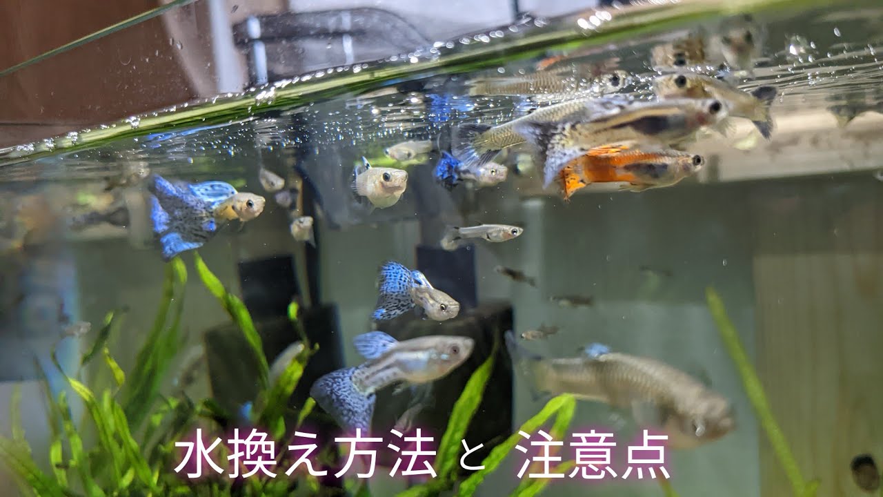 グッピー水槽の管理方法