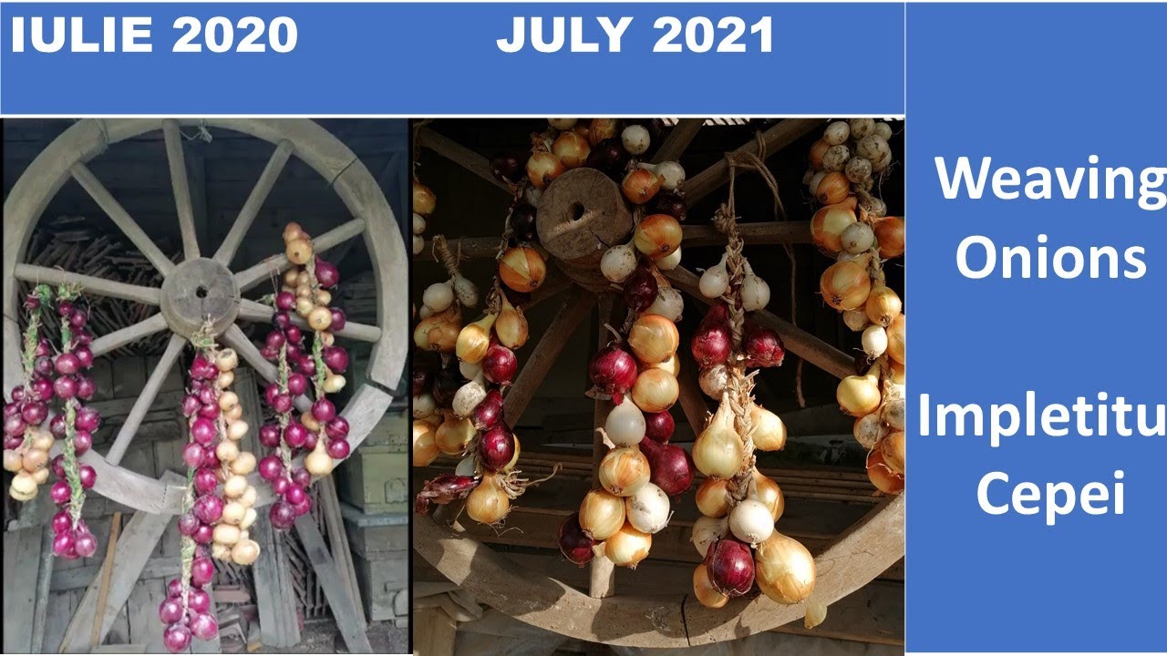 DIY Cum impletesc ceapa in iulie 2021 How to weave onions in July 2021
