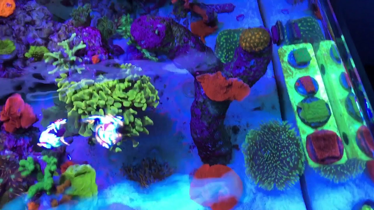 AI Hydra 26 HD / t5 Hybrid innovative marine lagoon fusion! Drews Lagoon