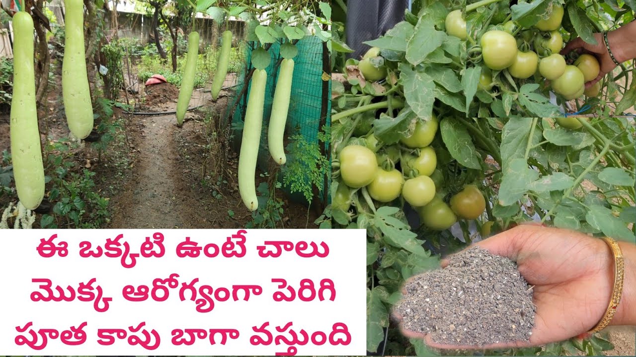 calcium fertilizer for plants | eggshell fertilizer for plants | egg shell powder for gardening