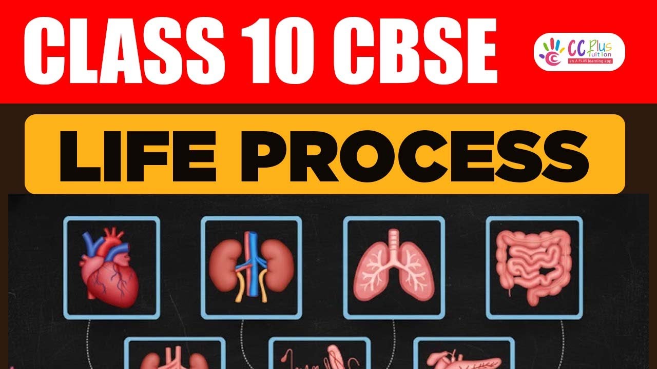 Class 10 | CBSE | Biology | Life Process  | പരീക്ഷയ്ക്കുള്ള Diagrams പഠിക്കാം