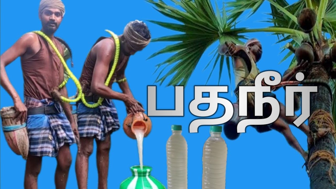 பதநீர் எடுப்பது எப்படி ? How to get pure palm juice | Juice of Toddy palm