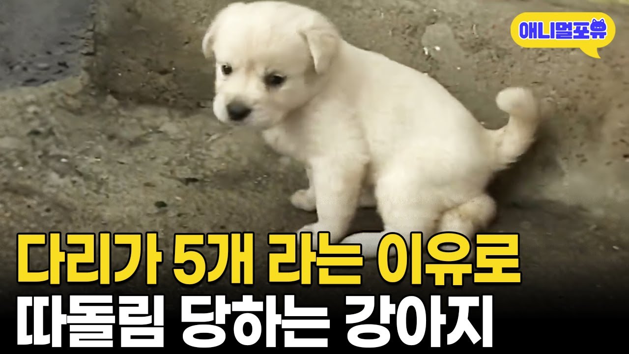 태어났더니 다리가 5개? 무리에서 따돌림 당하는 강아지 I KBS 주주클럽 050821 방송