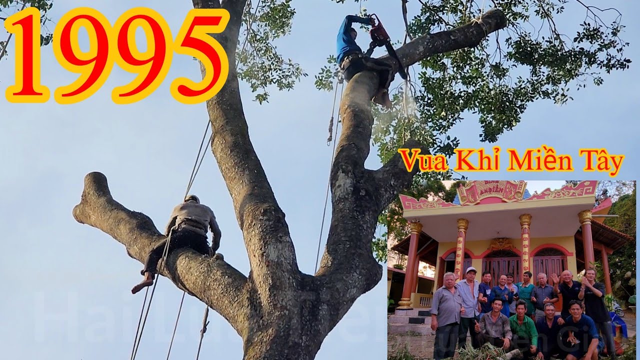 Quá vất vả !! Sau 4 ngày thì nhóm Vua Khỉ mới cưa xong ở Đình Thần An Điền Cutting nacre tree