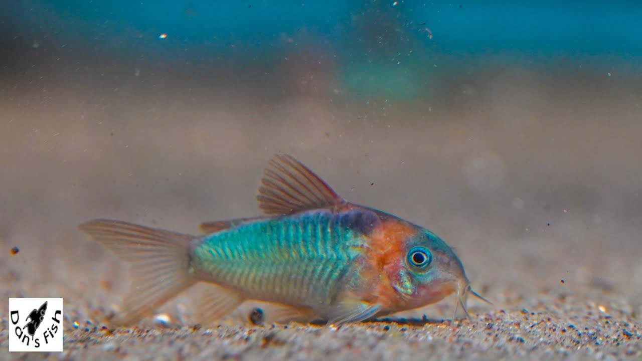 Tons of Tempting Fish | New Fish Room Tour