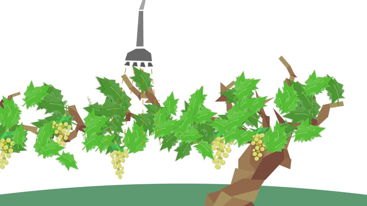 Trunk disease in grapevines