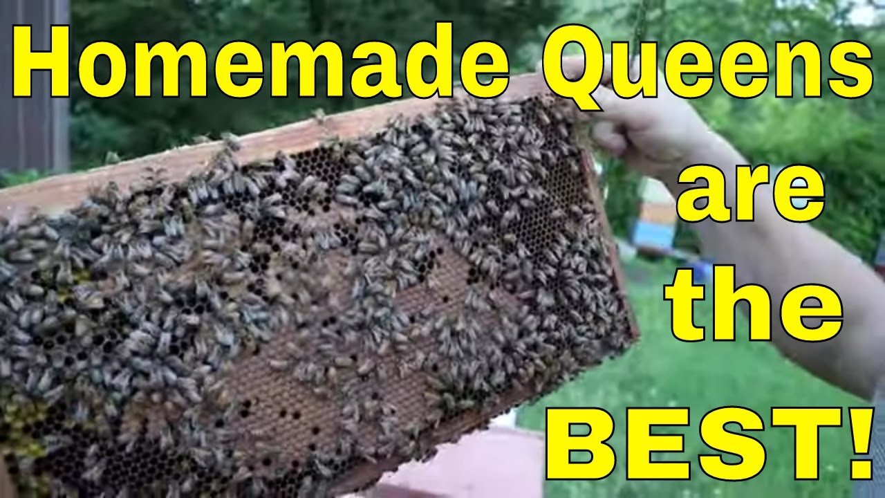 🔵Small queen mating nucs can have big impacts!