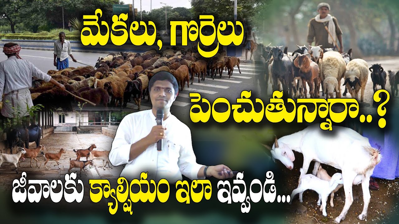 ఈ పద్ధతులు పాతవే.. కానీ ప్రయోజనాలు ఘనం | Goat, Sheep Health | Rambabu