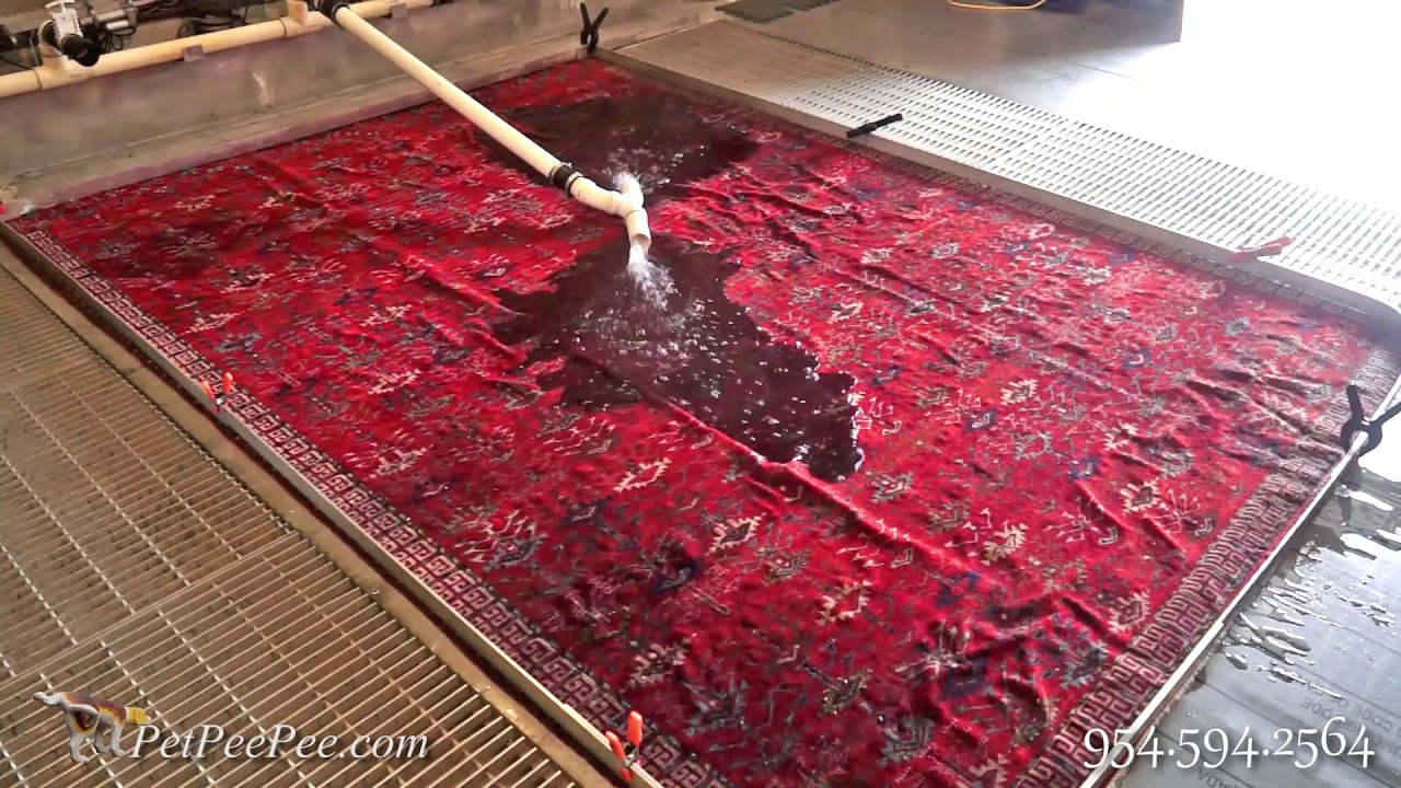 Removing the urine odor from Oriental rug without using on enzyme or deodorizer