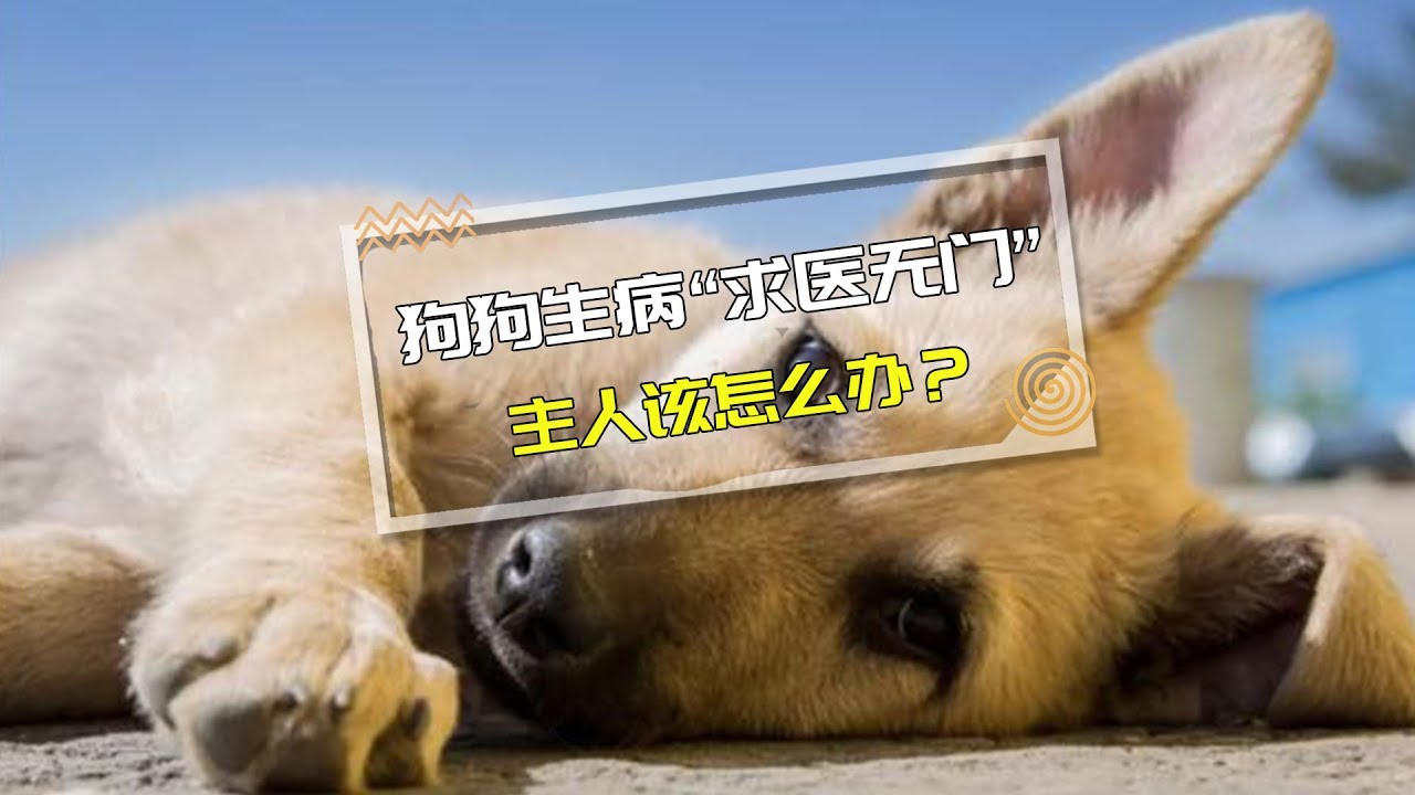 【医知宠】疫情期间狗狗生病&ldquo;求医无门&rdquo;？，医生教你应对方法