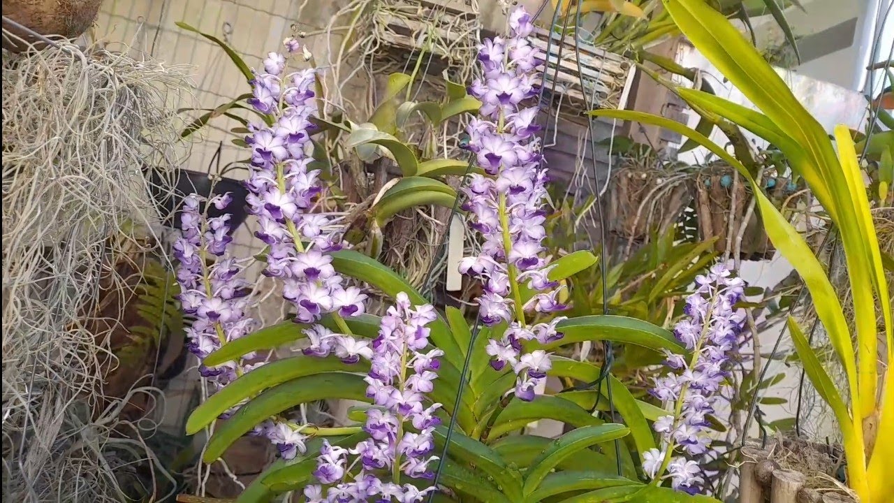 🔴 ORQUÍDEA VANDA / CORTAR HASTE QUANDO ACABAR A FLORAÇÃO?
