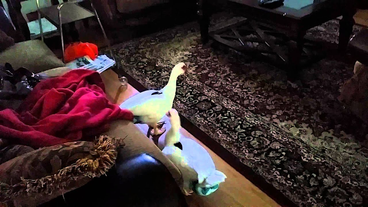 Duck diapers -Памперсы для моих мускусных уток.