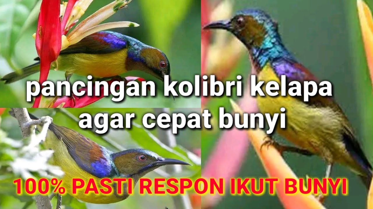 pancingan kolibri kelapa agar cepat bunyi || korlap gacor