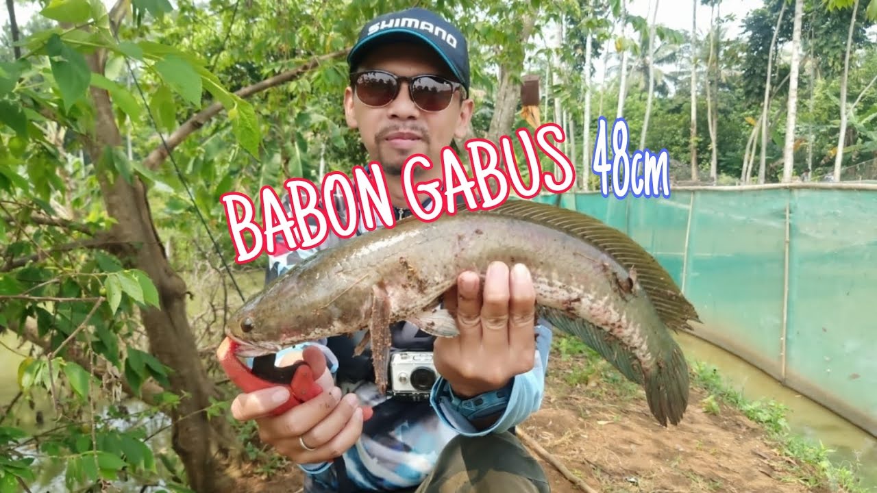 SPOT POTENSIAL HARUS DI CARI‼️BABON GABUS PUN LANDED 
