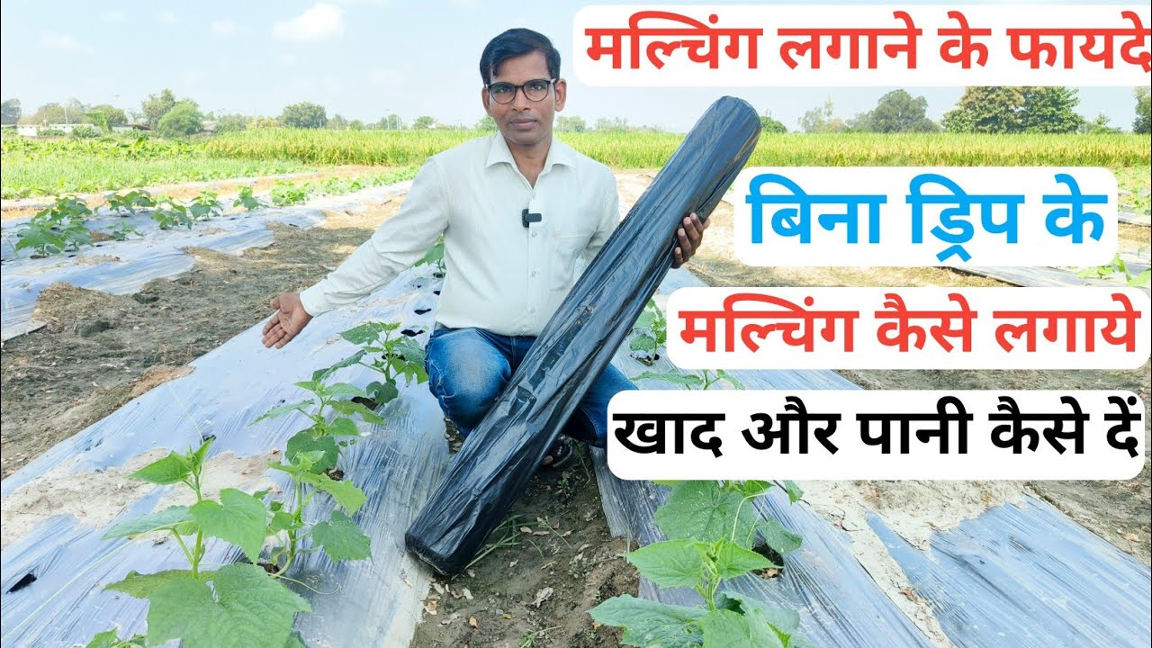 How to Use Mulching Paper Without Drip Irrigation / बिना Drip के Mulching में खाद और पानी कैसे दें