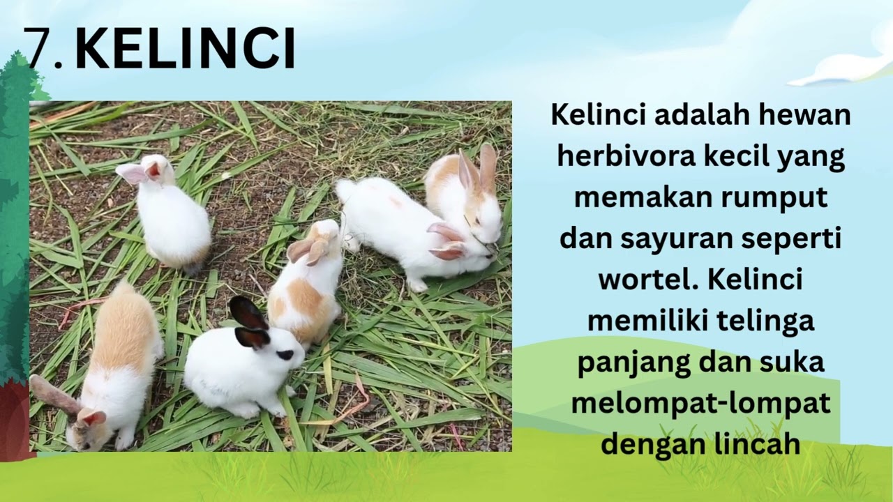 MENGENAL NAMA-NAMA HEWAN HERBIVORA