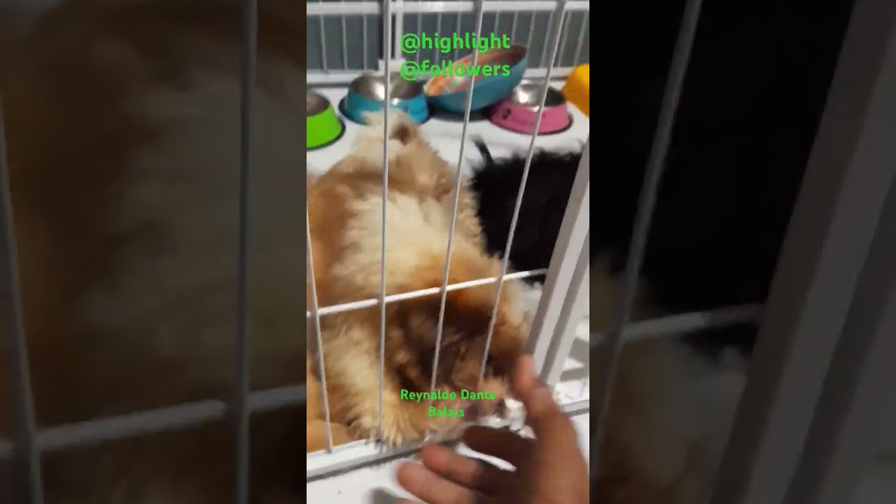 #mypetsvlog
