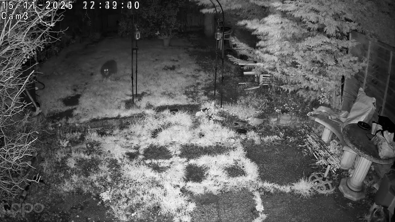 On NVC tonight.  Restless dog at night, orbs and morning dogs disappearing.