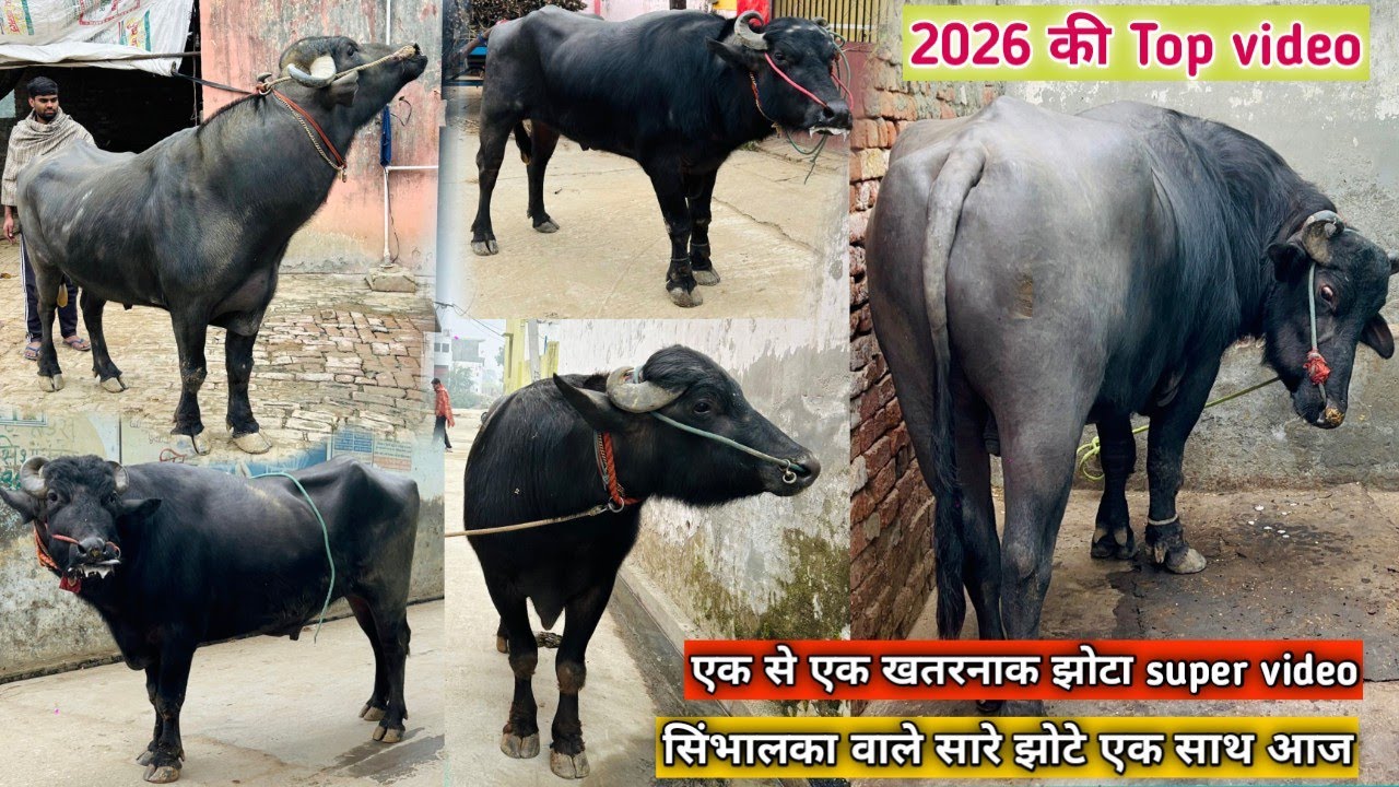 एक साथ सारे झोटे सिंभालका वाले और सारे ही तैयार खतरनाक वीडियो साल के पहले दिन ही एक से एक सुपर झोटा