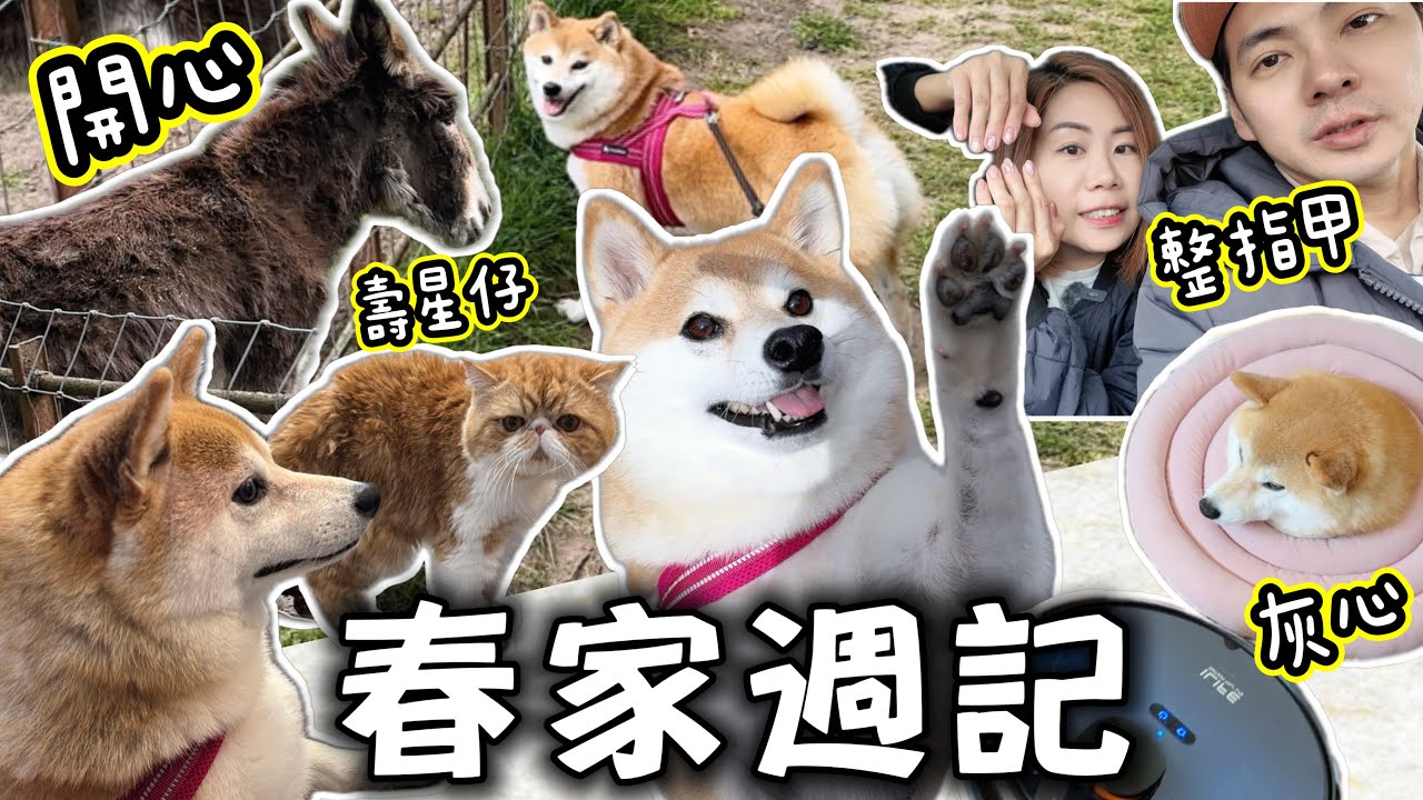 【春家週記】春卷見到騾仔反應好搞笑😂竟然識怪叫🔥貓貓生日會 @shibaharumaki