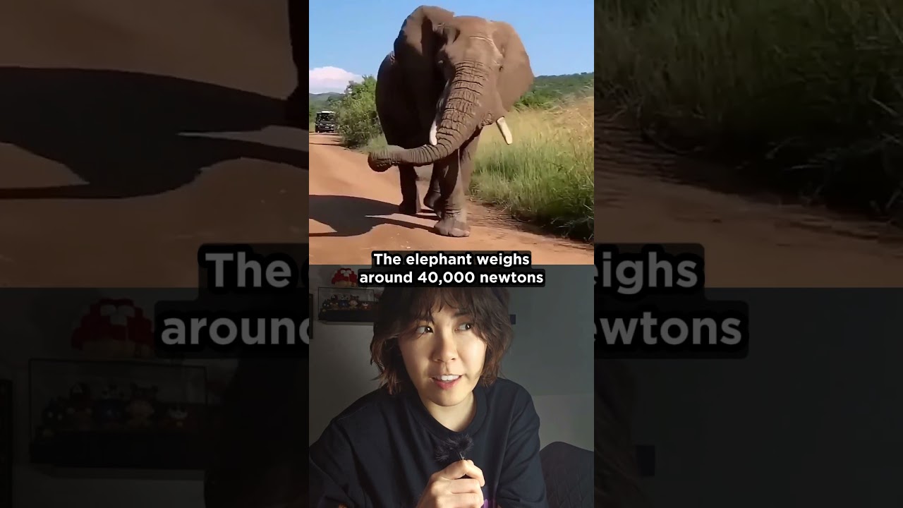 Which hurts more: elephant or high heel?