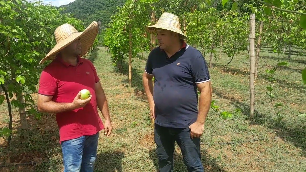 Como prevenir el hongo en la raiz de las plantas de maracuyá.