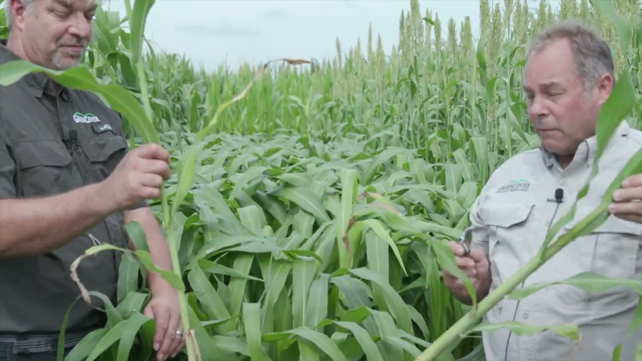 Dwarf 110 Sorghum