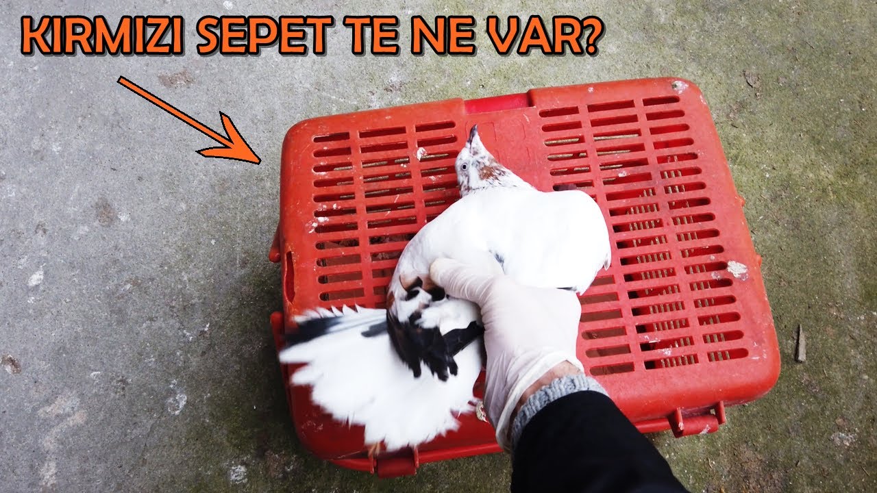 KIRMIZI SEPETTE YENİ GÜVERCİNLER VAR ...
