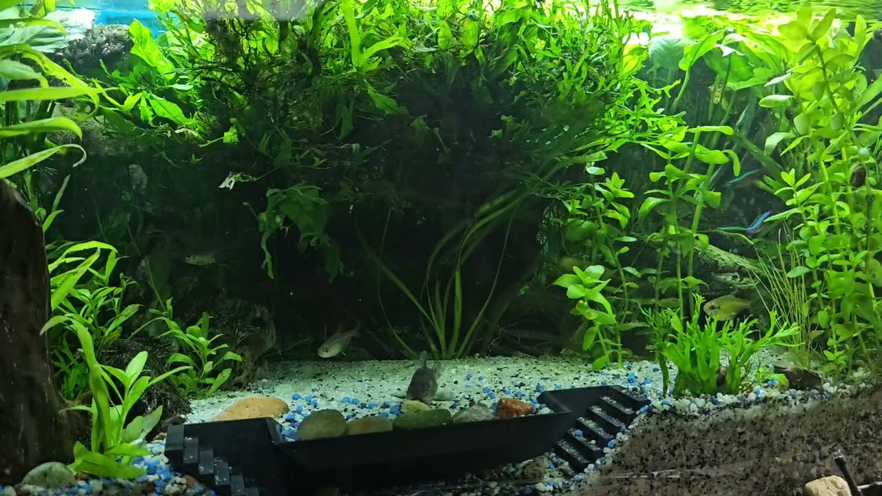 Neues von unseren Aquarien 