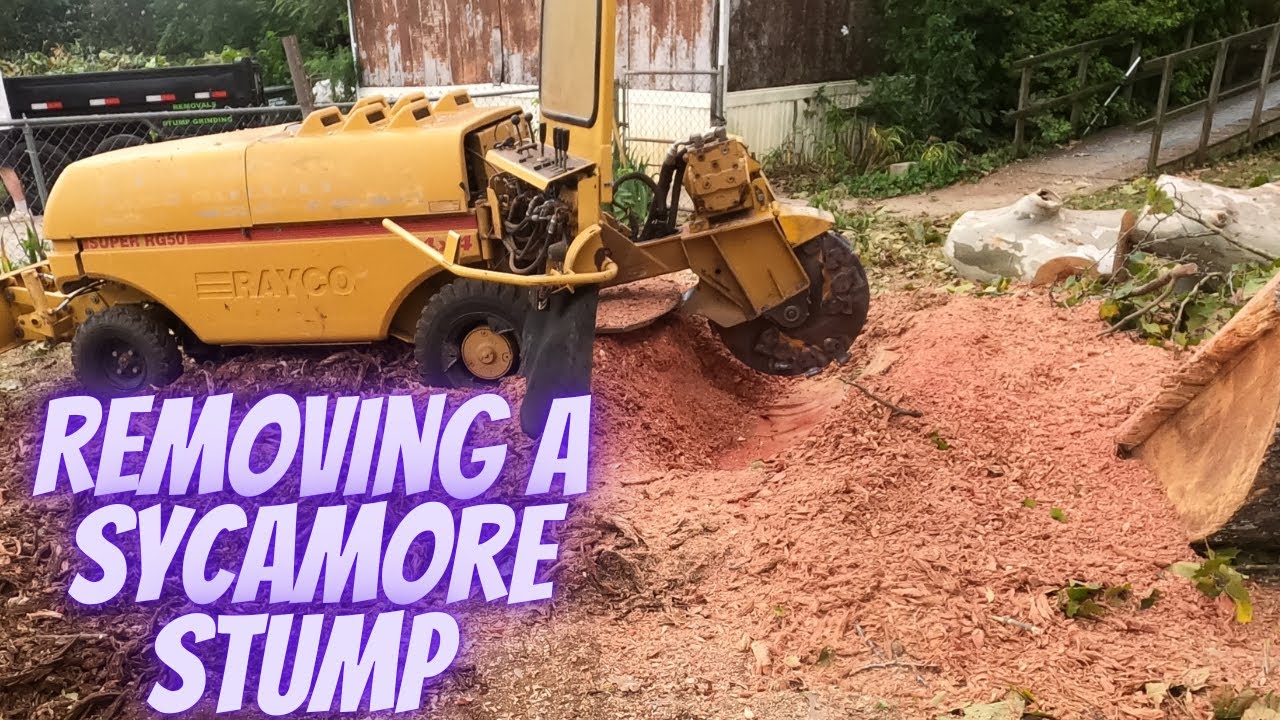 Removing a Sycamore Stump with the Rayco rg50 Stump Grinder