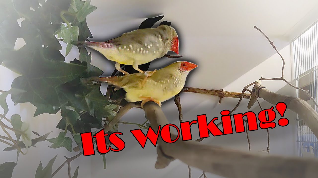 The Finch Breeding Season is Officially Started, Bird Breeding Diaries #2